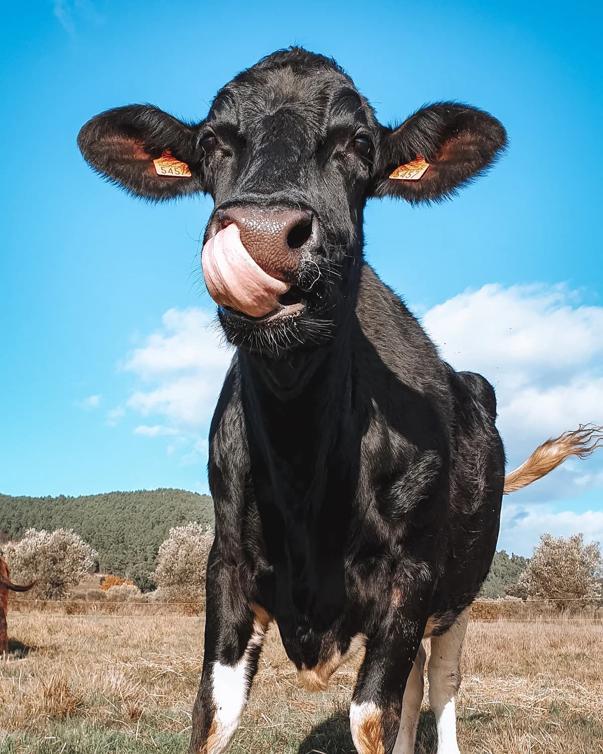 Nabiça, Mixed Breed (Santuário Animal Vida Boa)