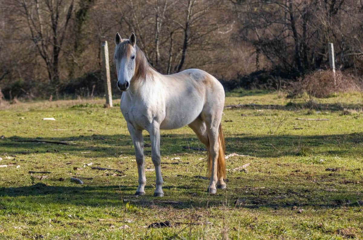 Romana, Mixed Breed (Santuário Animal Vida Boa)
