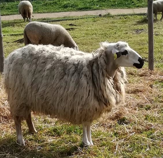 Luzinha, Mixed Breed (Santuário Animal Vida Boa)