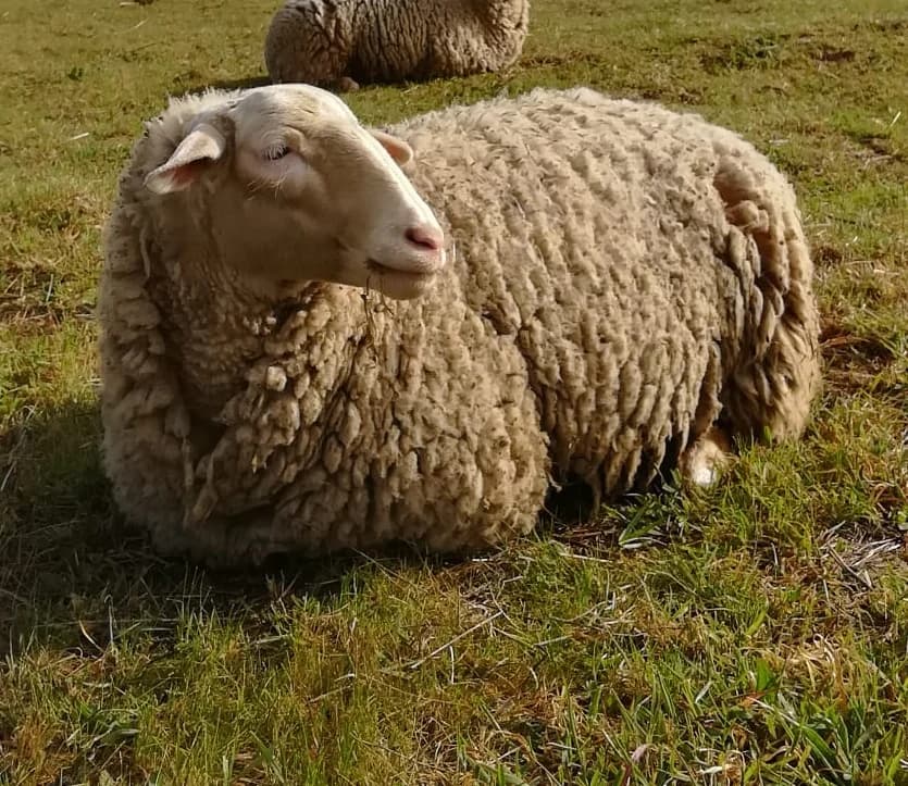 Kenya, Mixed Breed (Santuário Animal Vida Boa)