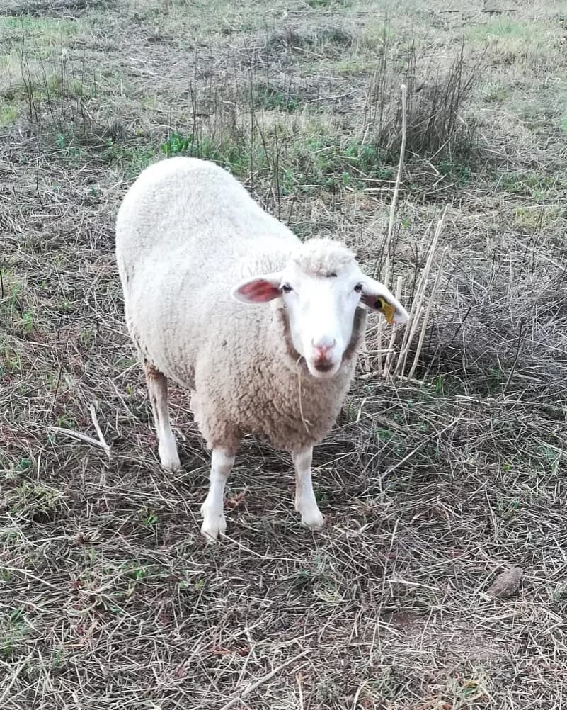 Dorita, Mixed Breed (Santuário Animal Vida Boa)