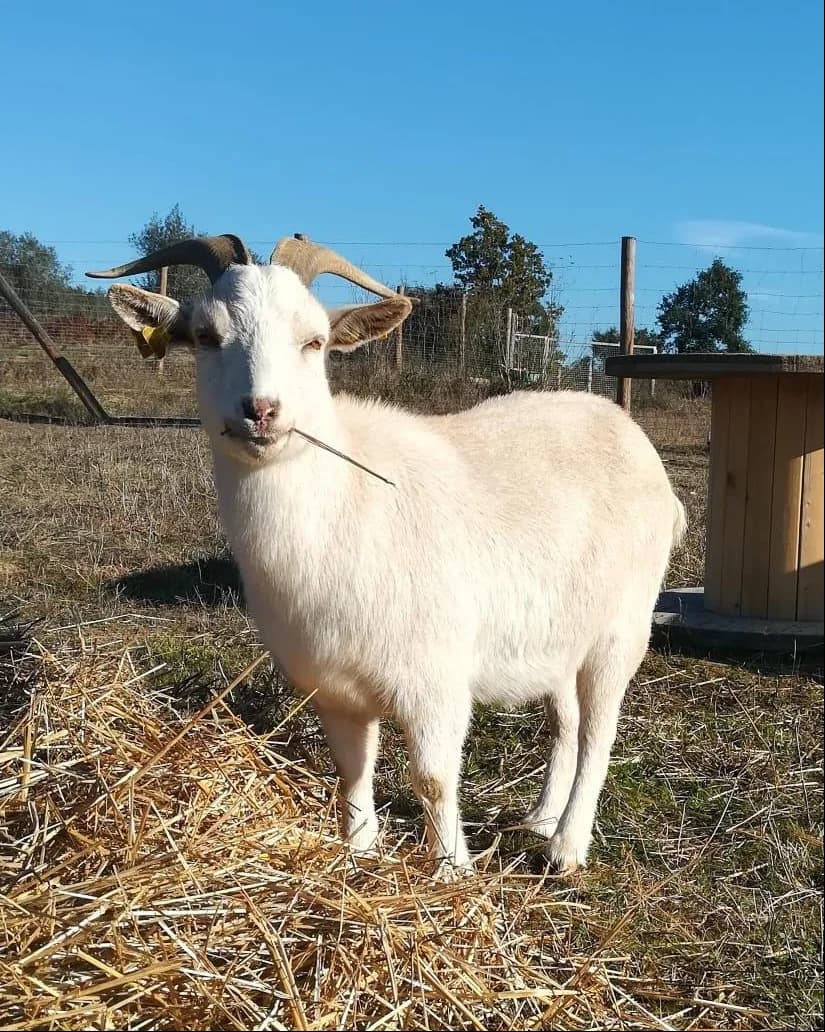 Alfazema, Mixed Breed (Santuário Animal Vida Boa)