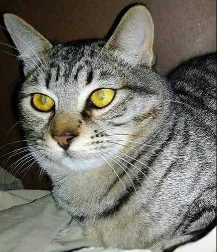 Benjamim, Mixed Breed (Santuário Animal Vida Boa)