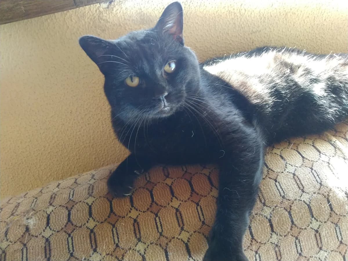 Plutão, Mixed Breed (Santuário Animal Vida Boa)
