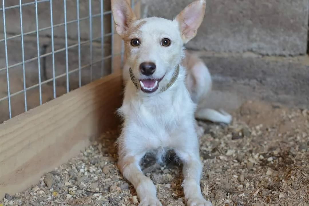 Alijó, Mixed Breed (Santuário Animal Vida Boa)