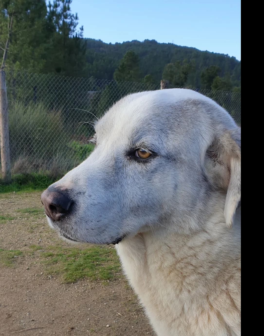 Bill, Mixed Breed (Santuário Animal Vida Boa)