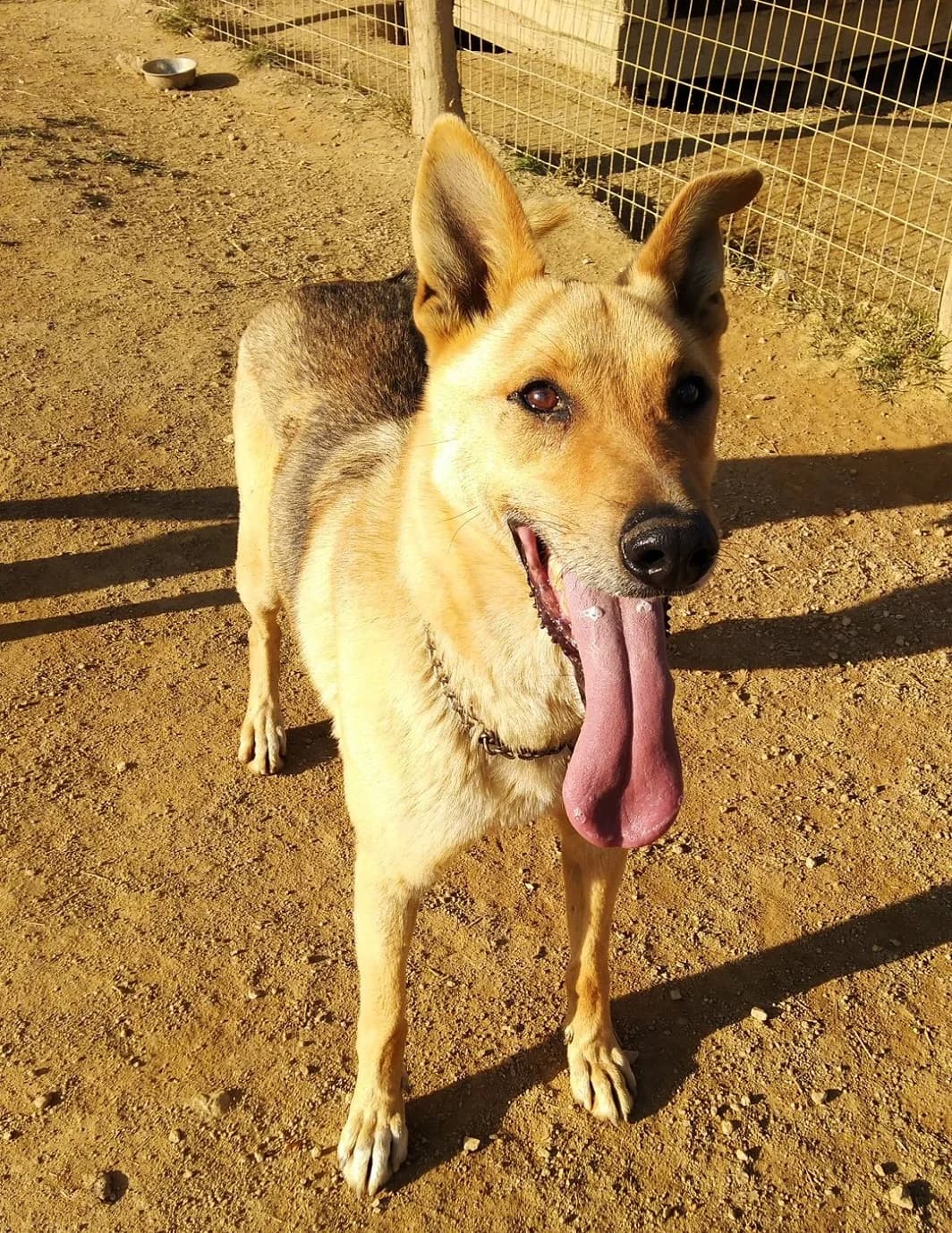 Dingo, Mixed Breed (Santuário Animal Vida Boa)