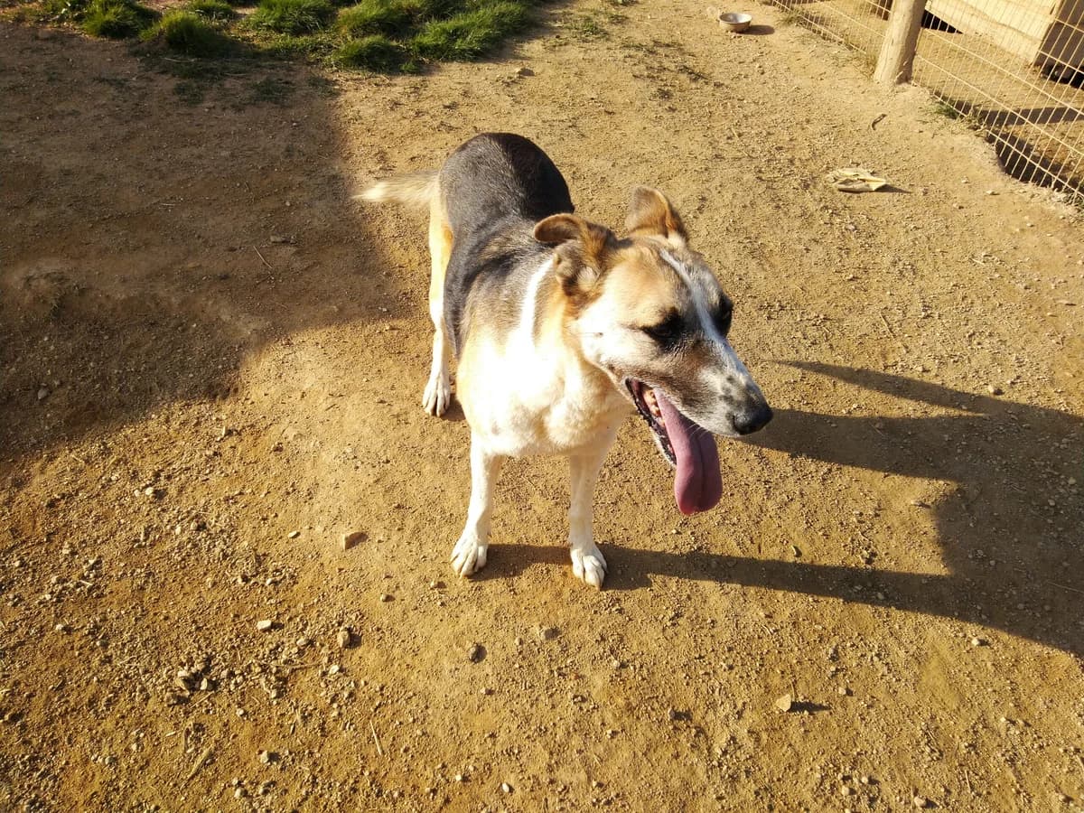 Índia, Mixed Breed (Santuário Animal Vida Boa)