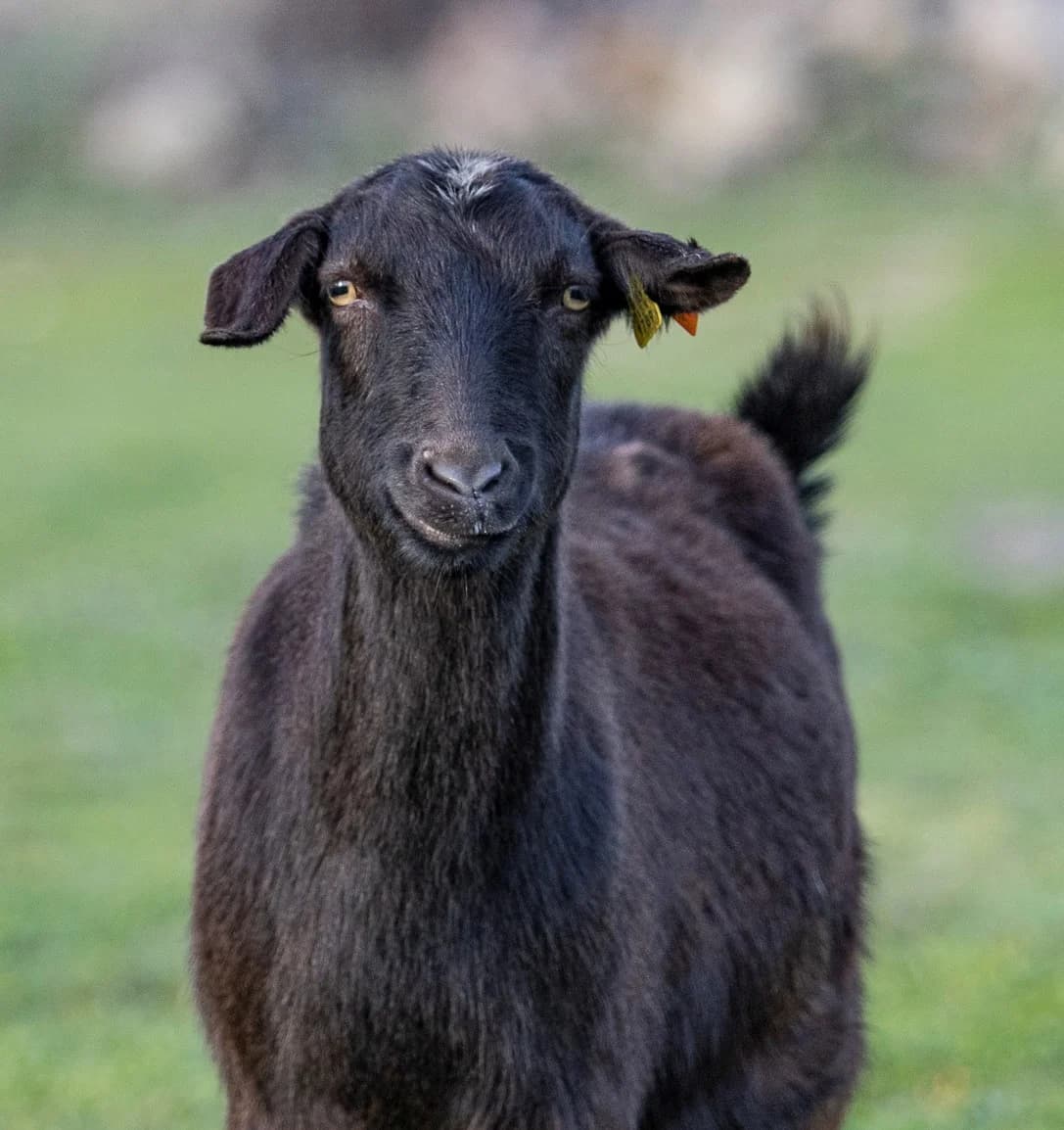 Yam, Mixed Breed (Santuário Animal Vida Boa)