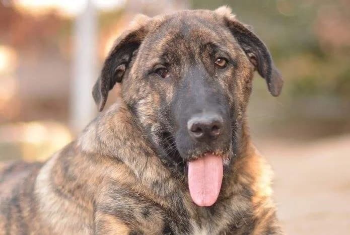 Íris, Mixed Breed (Santuário Animal Vida Boa)