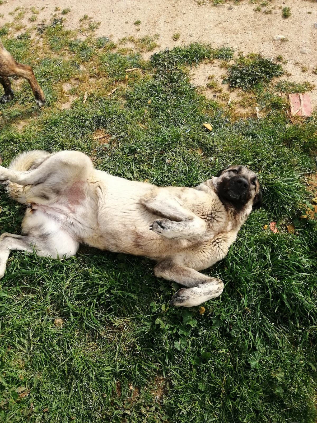 Kili, Mixed Breed (Santuário Animal Vida Boa)