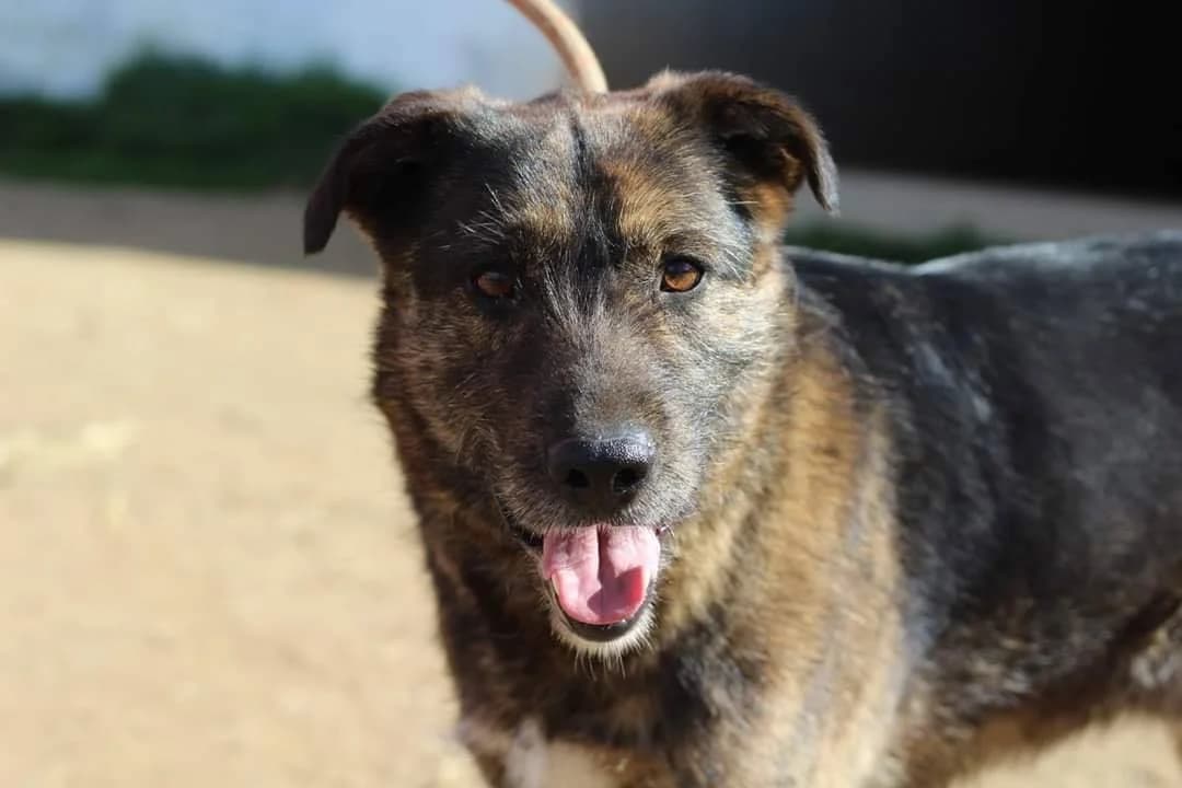 Milo, Mixed Breed (Santuário Animal Vida Boa)
