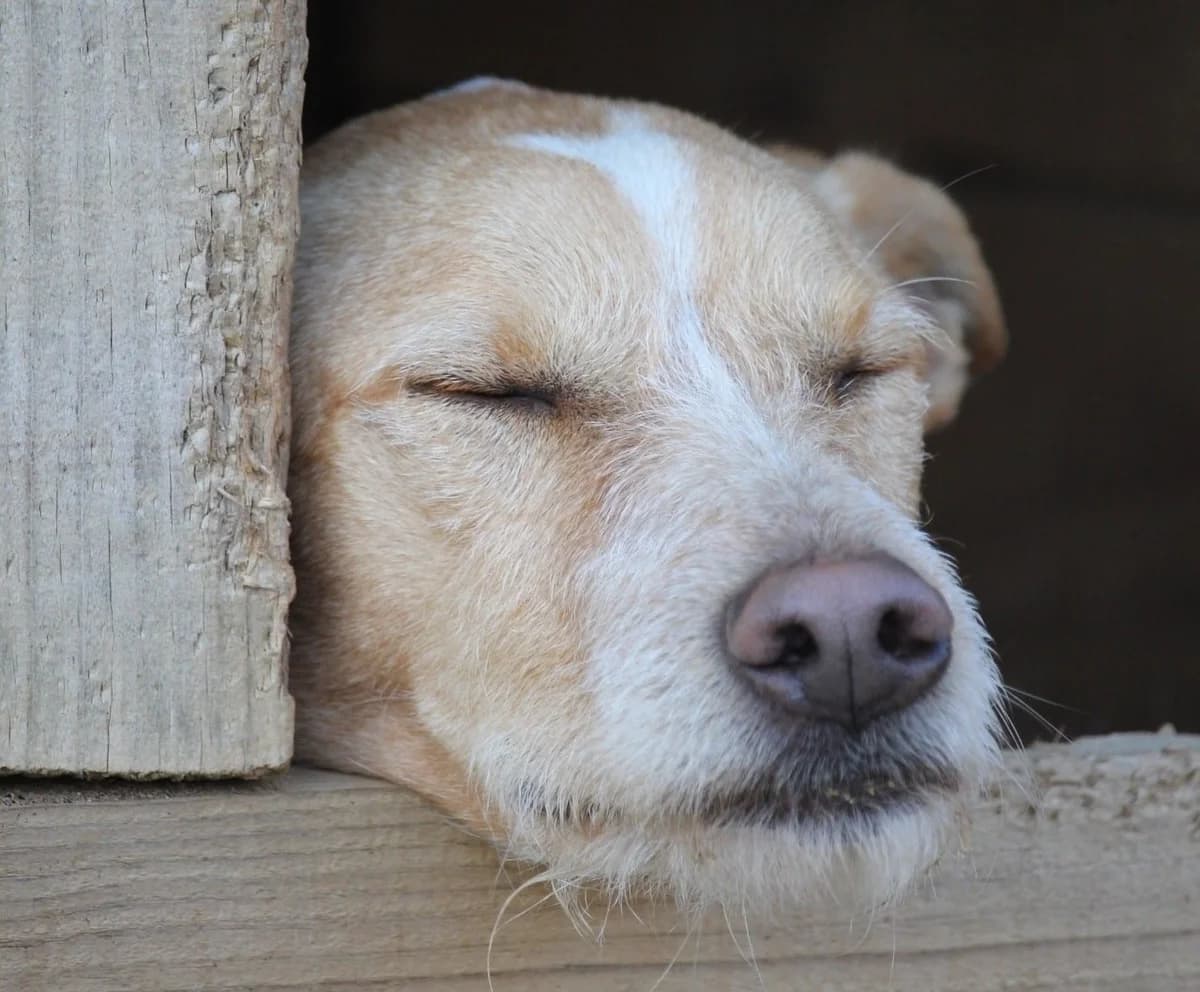 Enfezadinho, Mixed Breed (Santuário Animal Vida Boa)