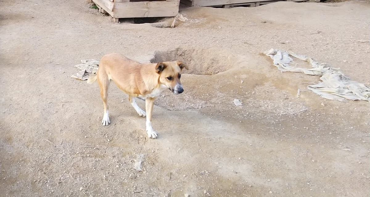 Rori, Mixed Breed (Santuário Animal Vida Boa)
