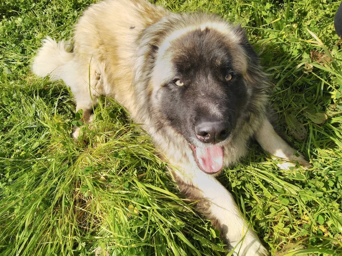 Max, Mixed Breed (Santuário Animal Vida Boa)