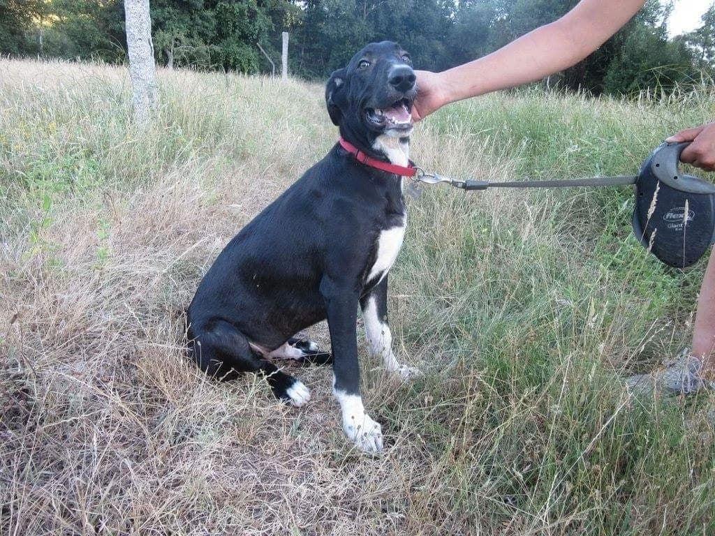 Matt, Mixed Breed (Santuário Animal Vida Boa)