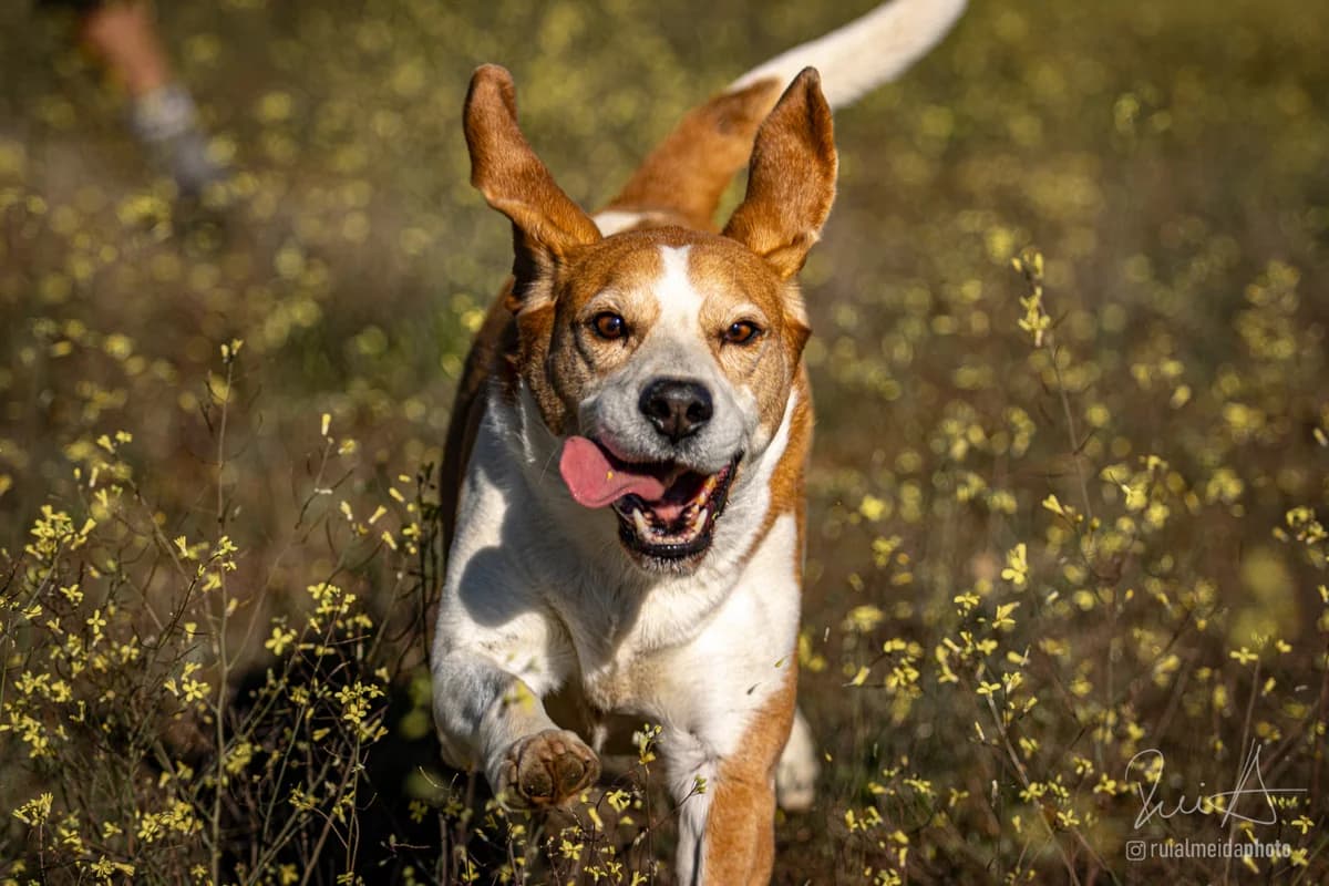 Matias, Mixed Breed (Santuário Animal Vida Boa)