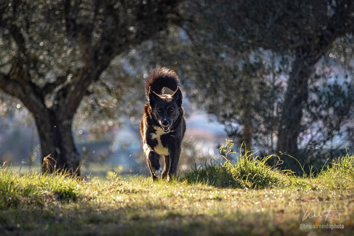 Ambrósio, Mixed Breed (Santuário Animal Vida Boa)
