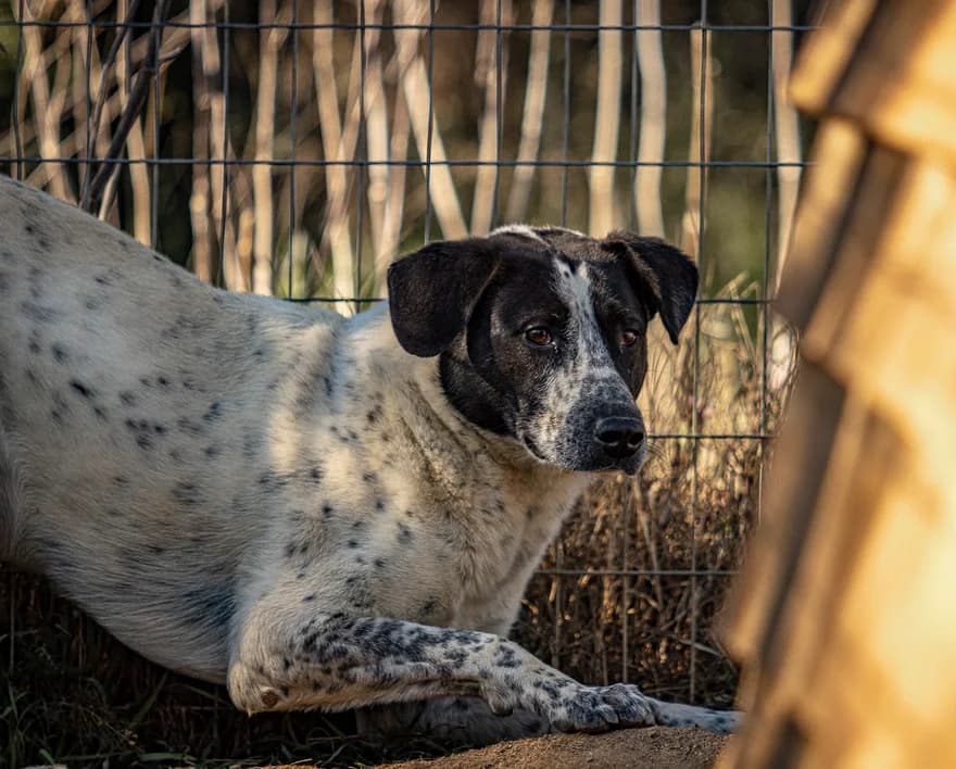 Pintas, Mixed Breed (Santuário Animal Vida Boa)