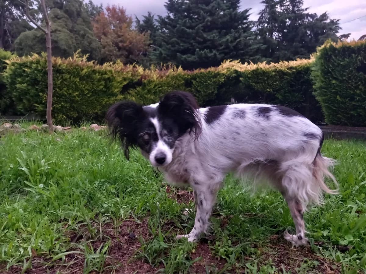 Sarapintas, Mixed Breed (Santuário Animal Vida Boa)