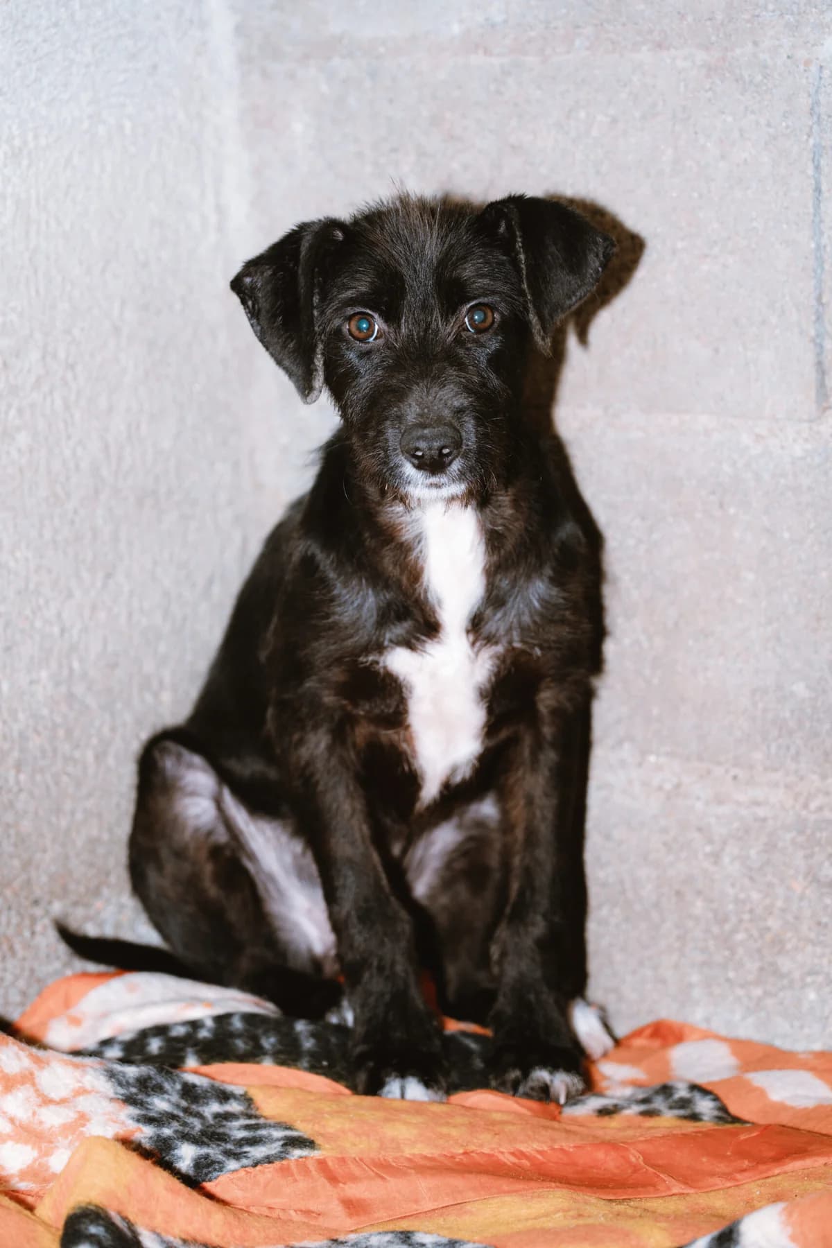 Rita, Mixed Breed (Santuário Animal Vida Boa)