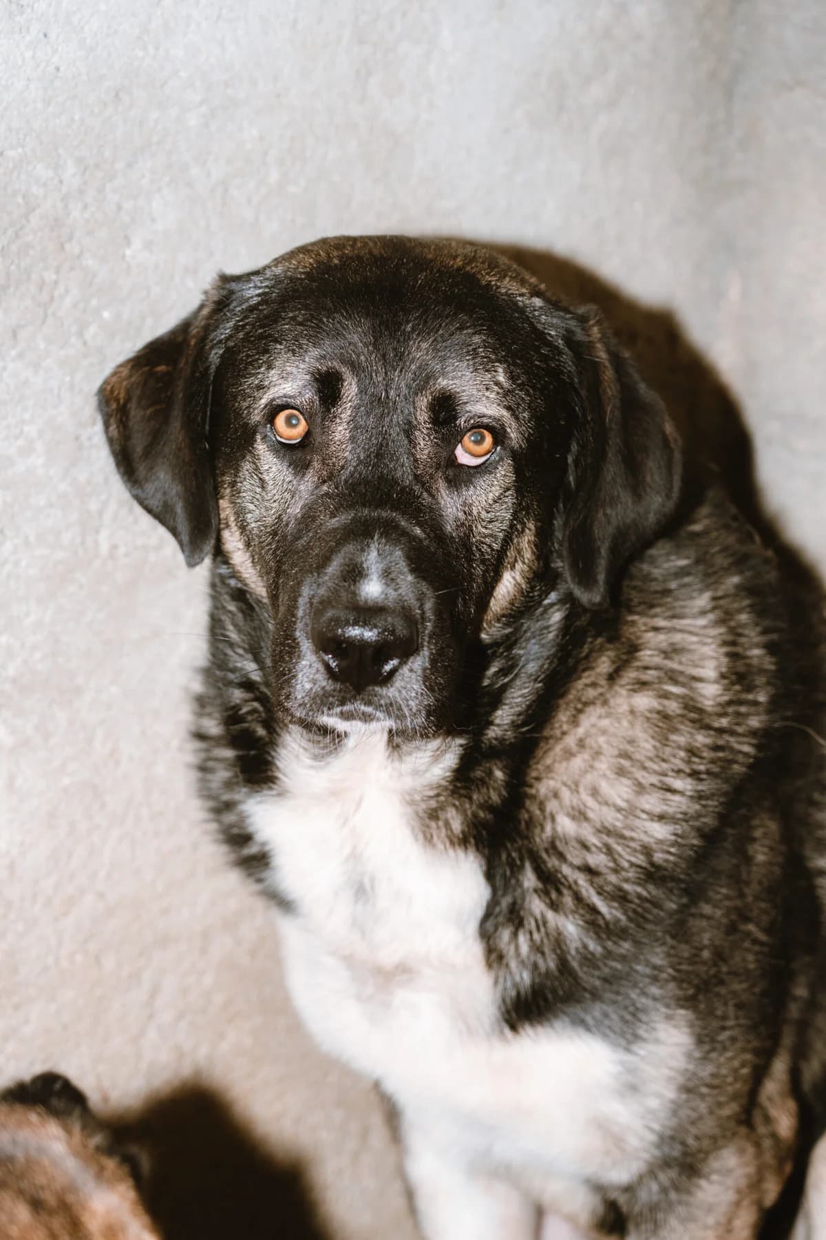 Balú, Mixed Breed (Santuário Animal Vida Boa)
