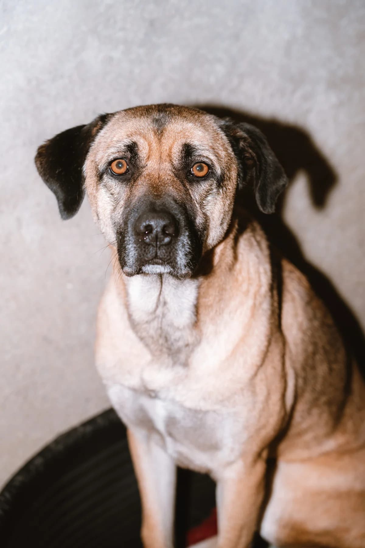 Kay, Mixed Breed (Santuário Animal Vida Boa)