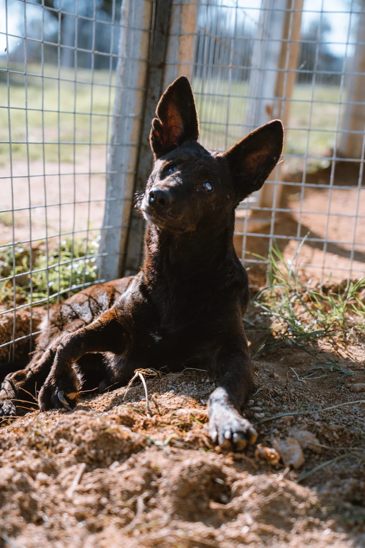 Estrela, Mixed Breed (Santuário Animal Vida Boa)
