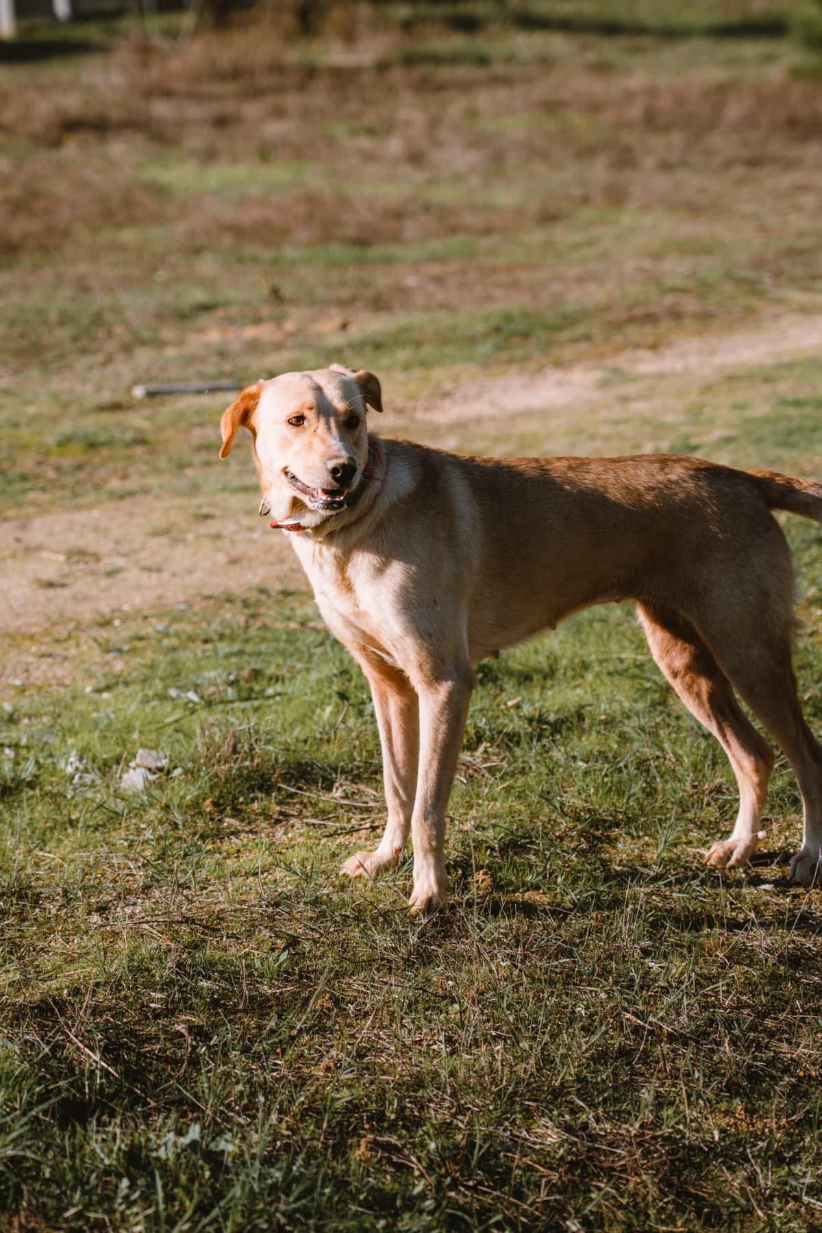 Roxy, Mixed Breed (Santuário Animal Vida Boa)