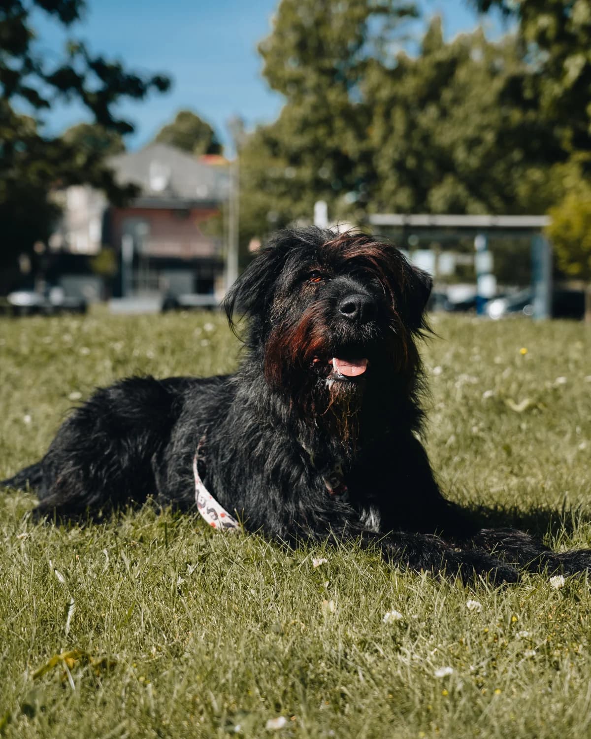 Bono, Mixed Breed (Santuário Animal Vida Boa)