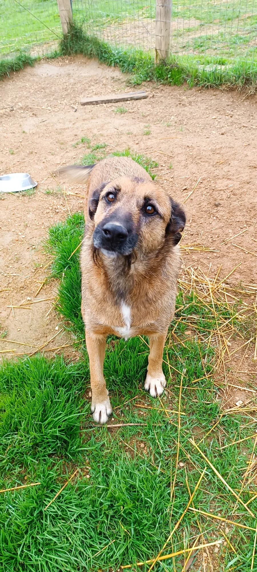 Brown, Mixed Breed (Santuário Animal Vida Boa)