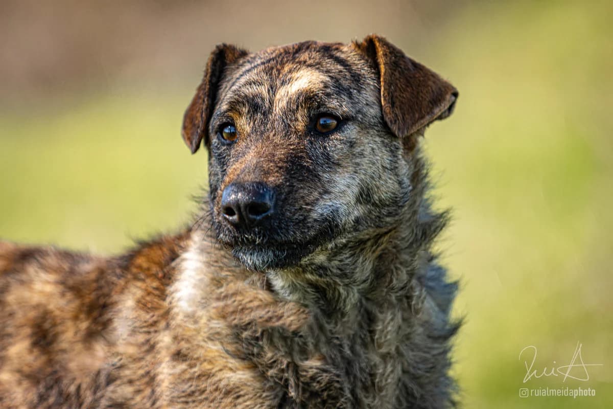 Caju, Mixed Breed (Santuário Animal Vida Boa)