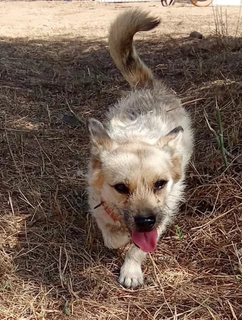 Dante, Mixed Breed (Santuário Animal Vida Boa)