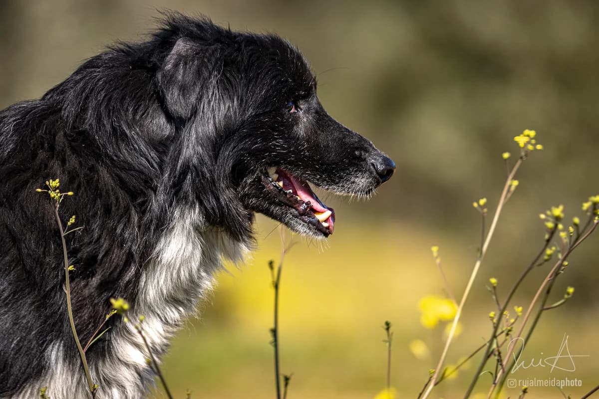 Fénix, Mixed Breed (Santuário Animal Vida Boa)