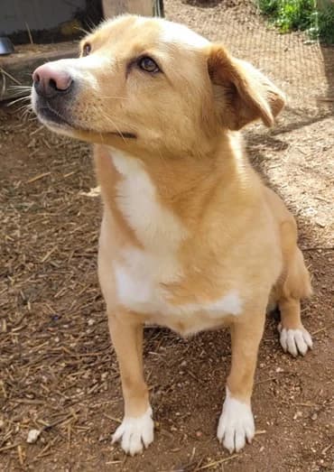 Fuji, Mixed Breed (Santuário Animal Vida Boa)