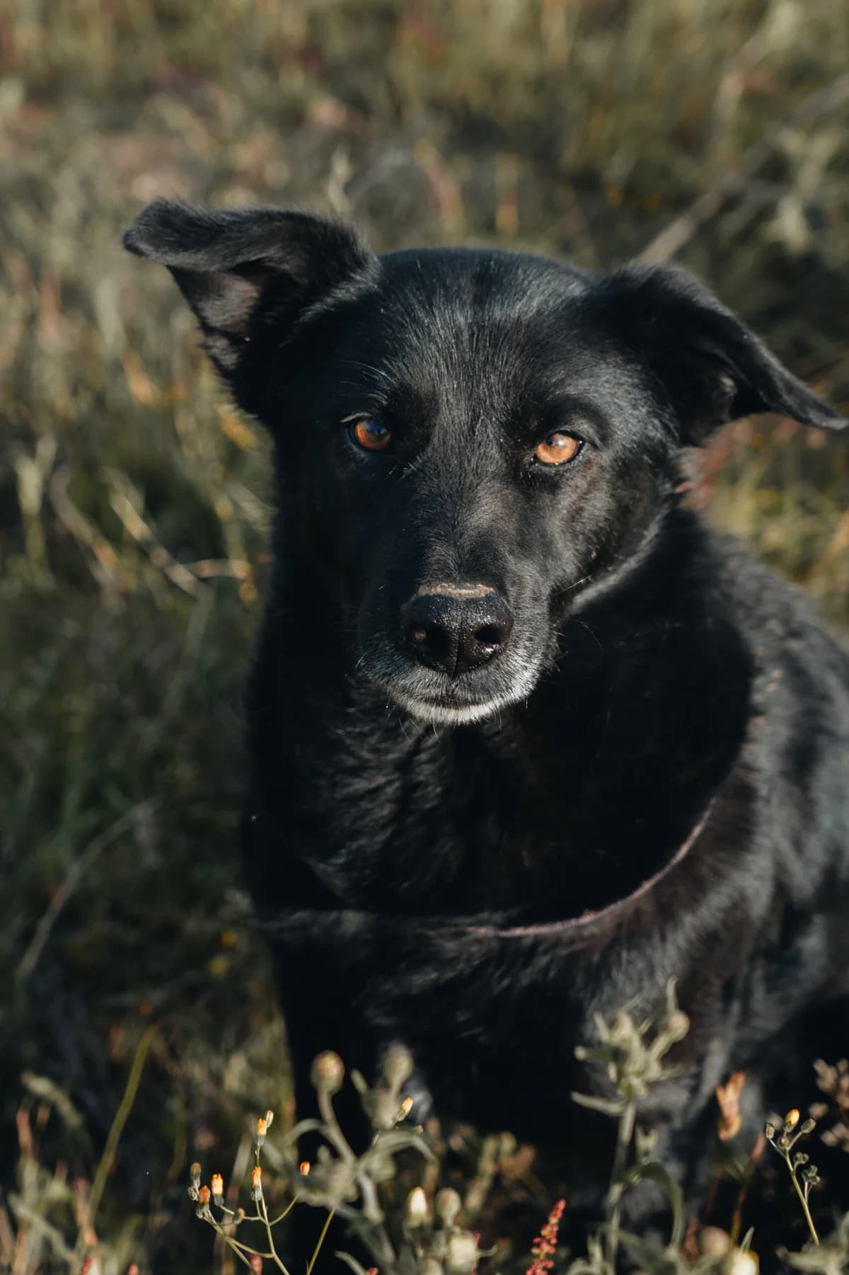 Joy, Mixed Breed (Santuário Animal Vida Boa)