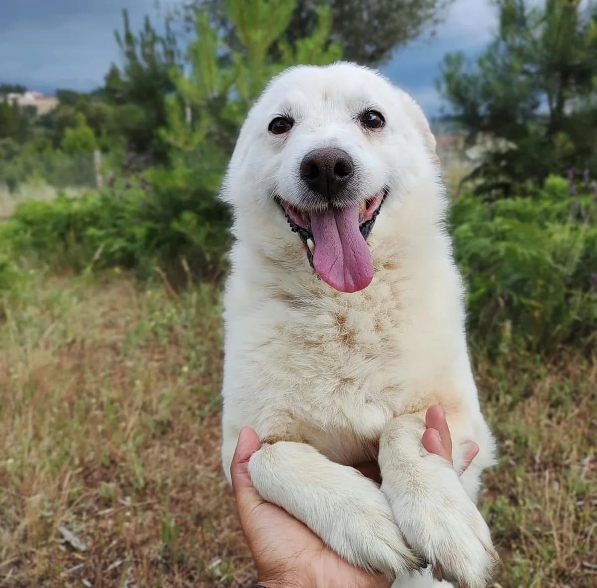 Júlio, Mixed Breed (Santuário Animal Vida Boa)