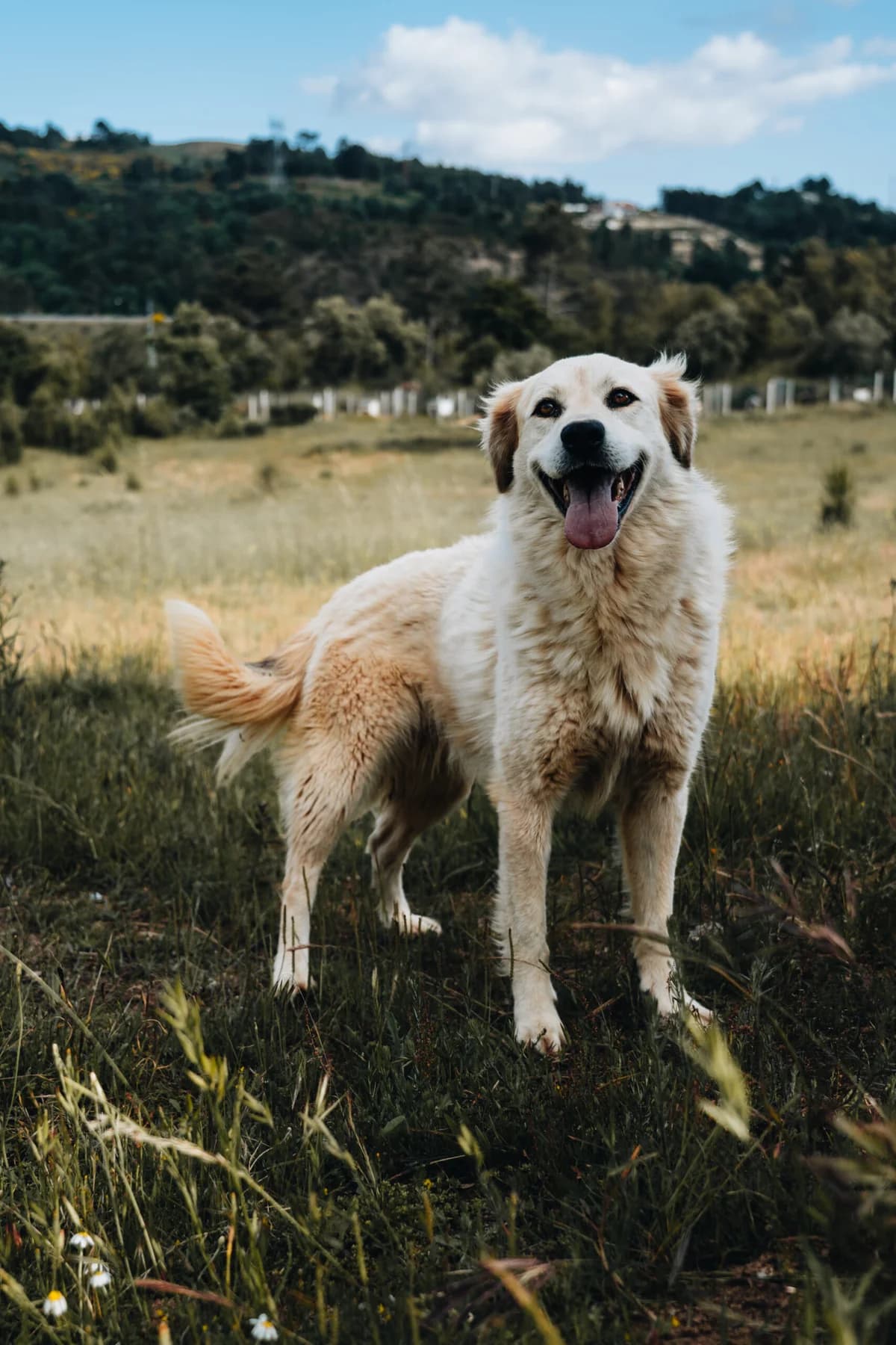 Kika F, Mixed Breed (Santuário Animal Vida Boa)