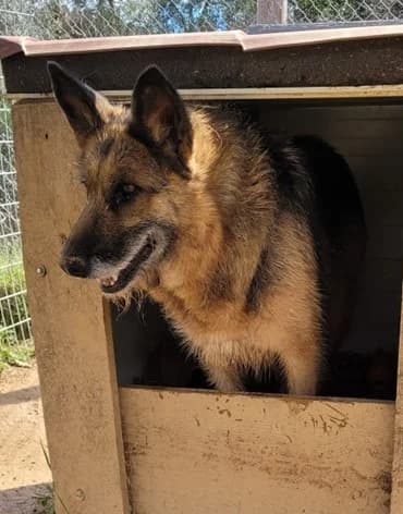 Kira, Mixed Breed (Santuário Animal Vida Boa)