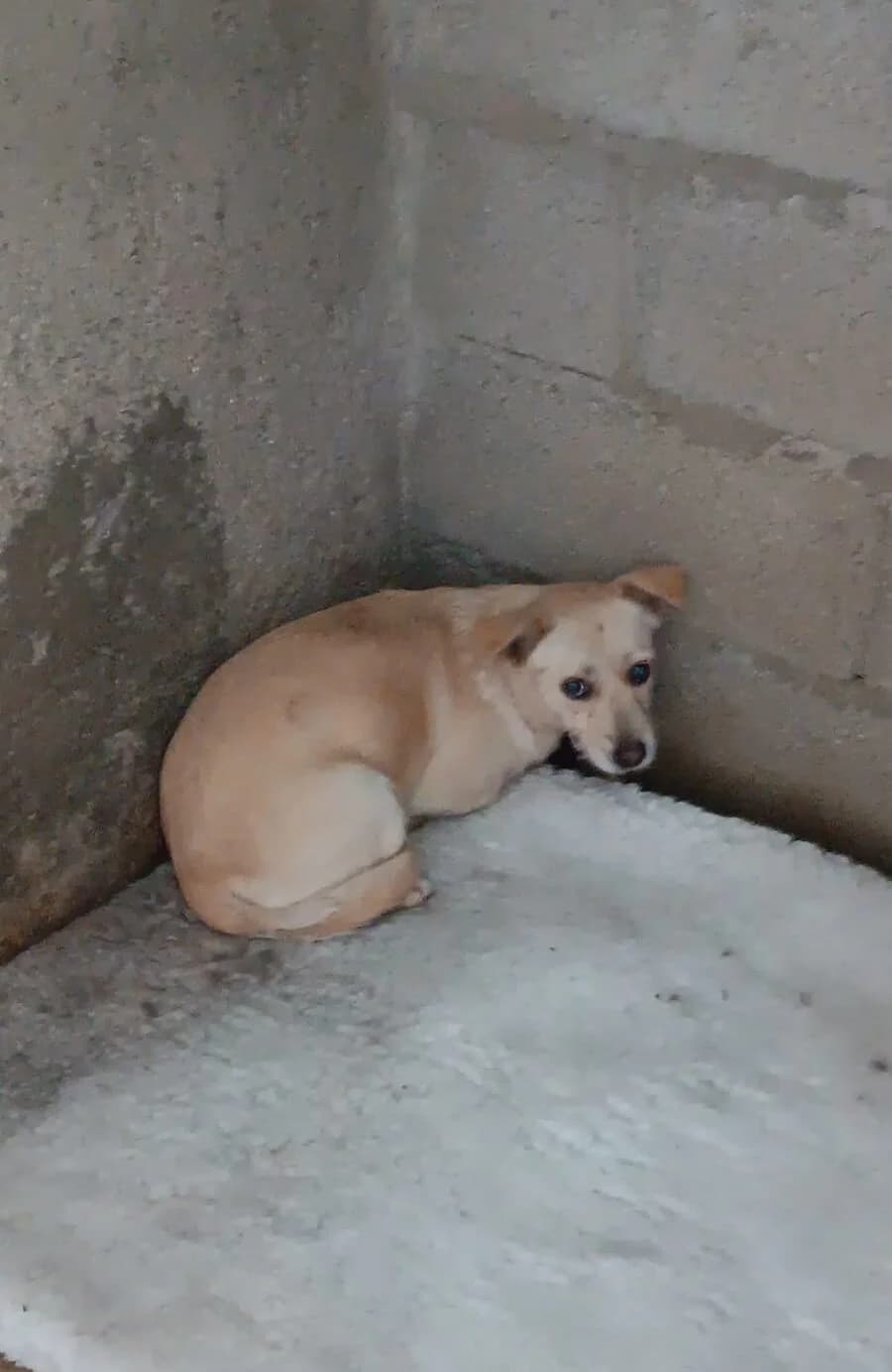 Luna, Mixed Breed (Santuário Animal Vida Boa)