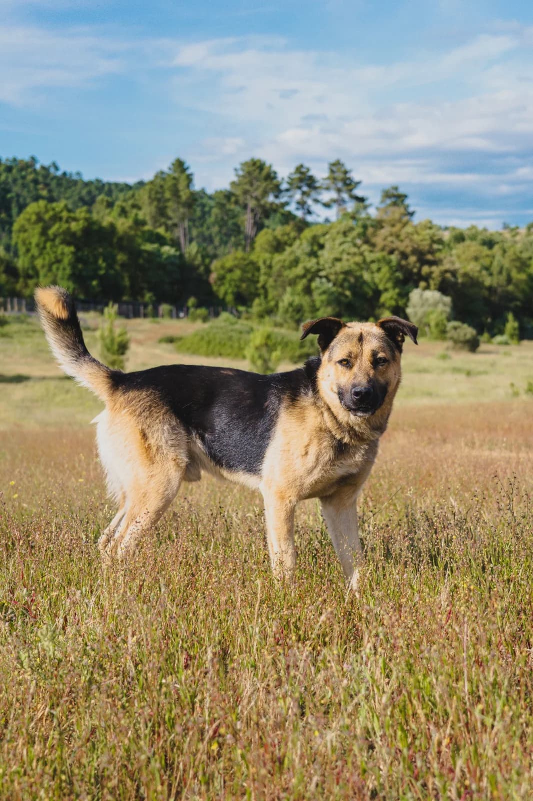 Pastor, Mixed Breed (Santuário Animal Vida Boa)