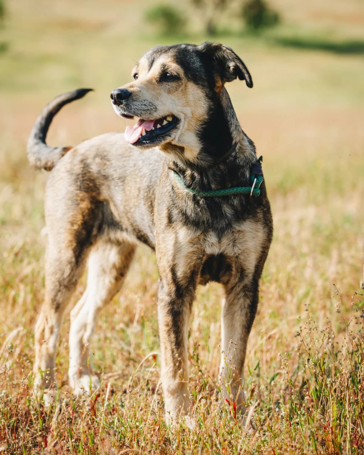 Lila, Mixed Breed (Santuário Animal Vida Boa)