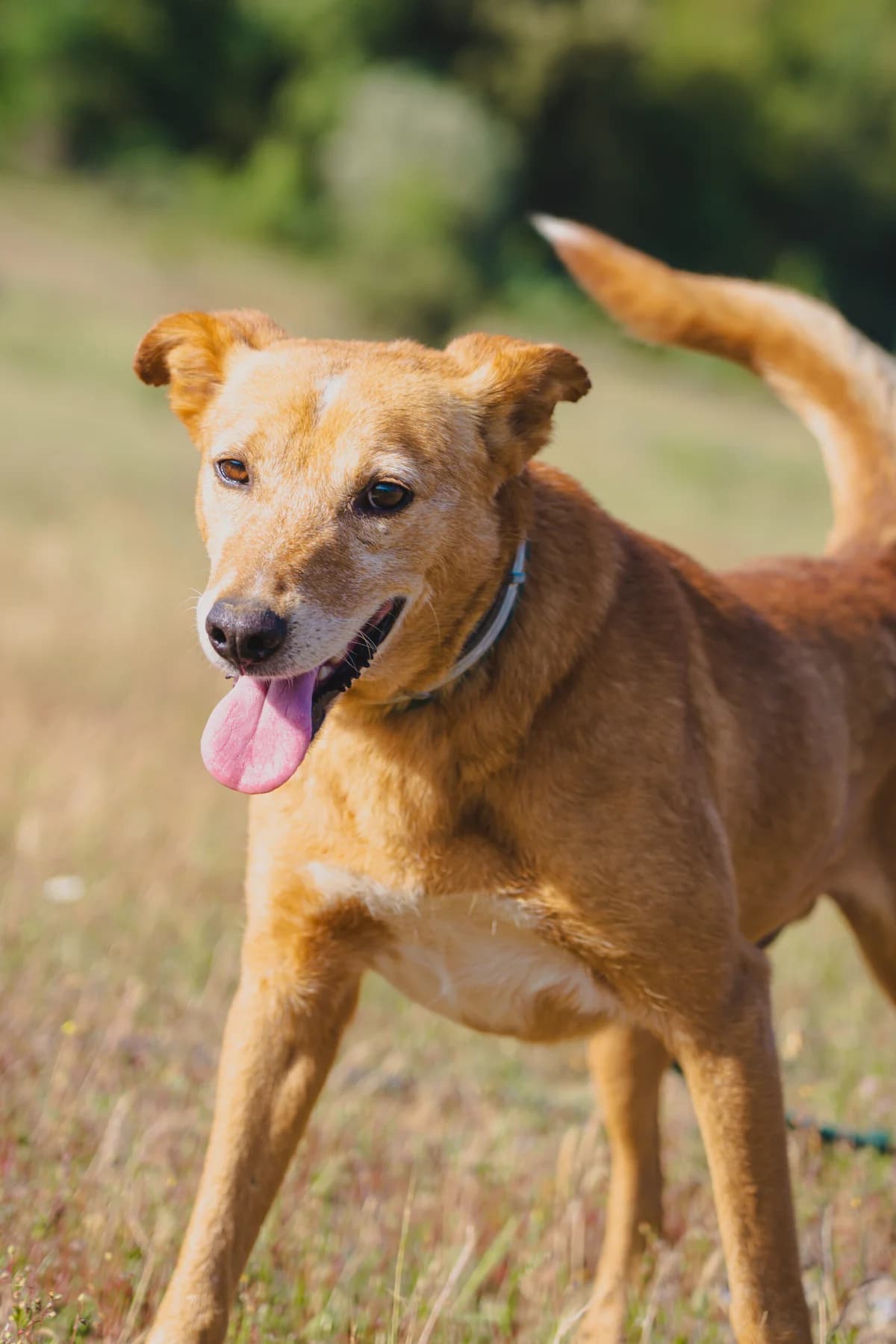 Castanho, Mixed Breed (Santuário Animal Vida Boa)