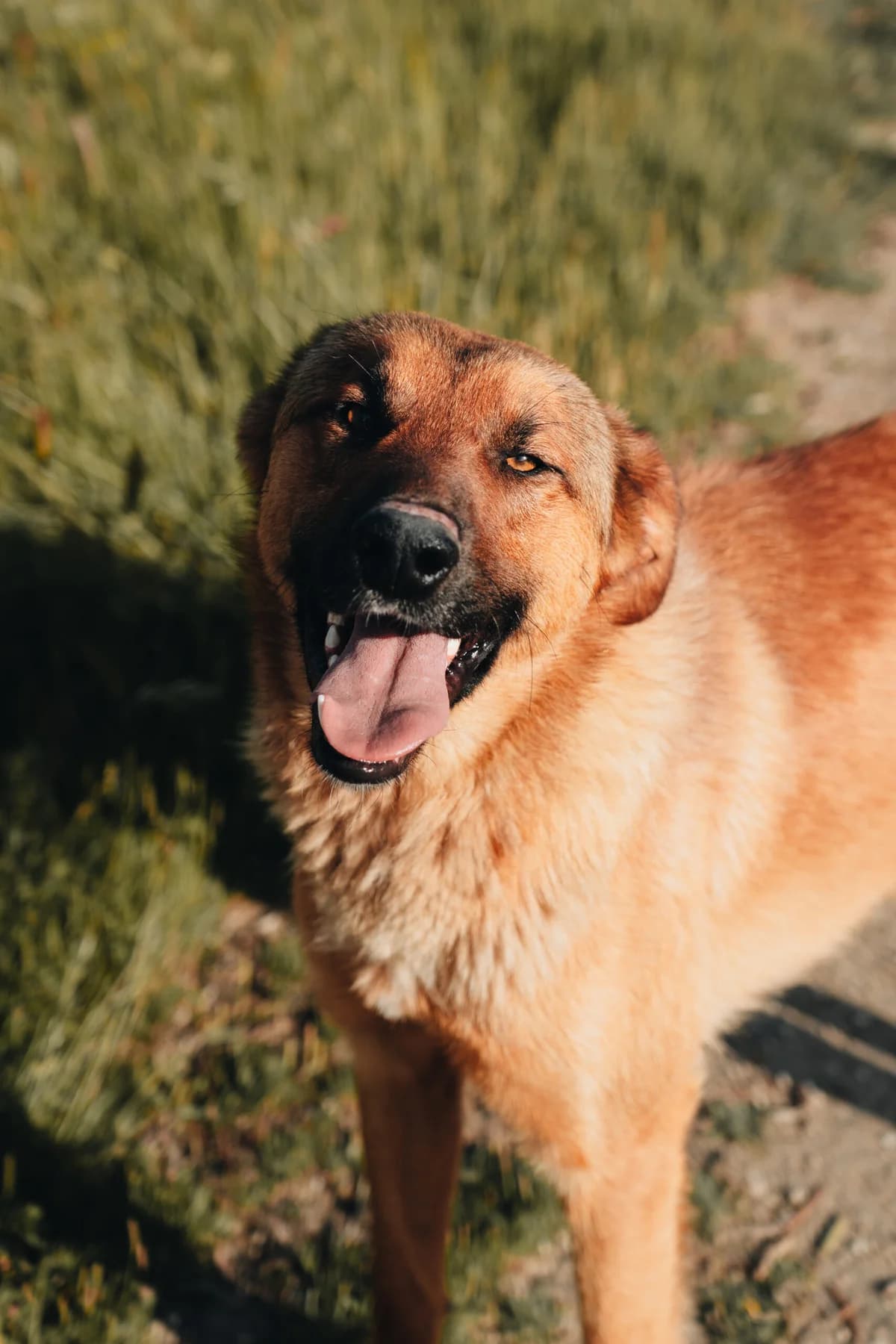Melo, Mixed Breed (Santuário Animal Vida Boa)