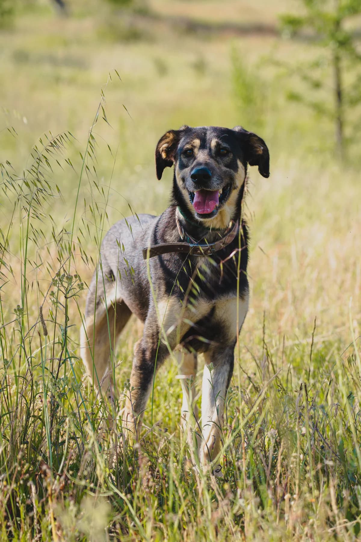 Nico P, Mixed Breed (Santuário Animal Vida Boa)