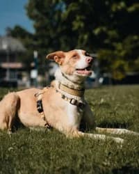 Queen, Mixed Breed (Santuário Animal Vida Boa)