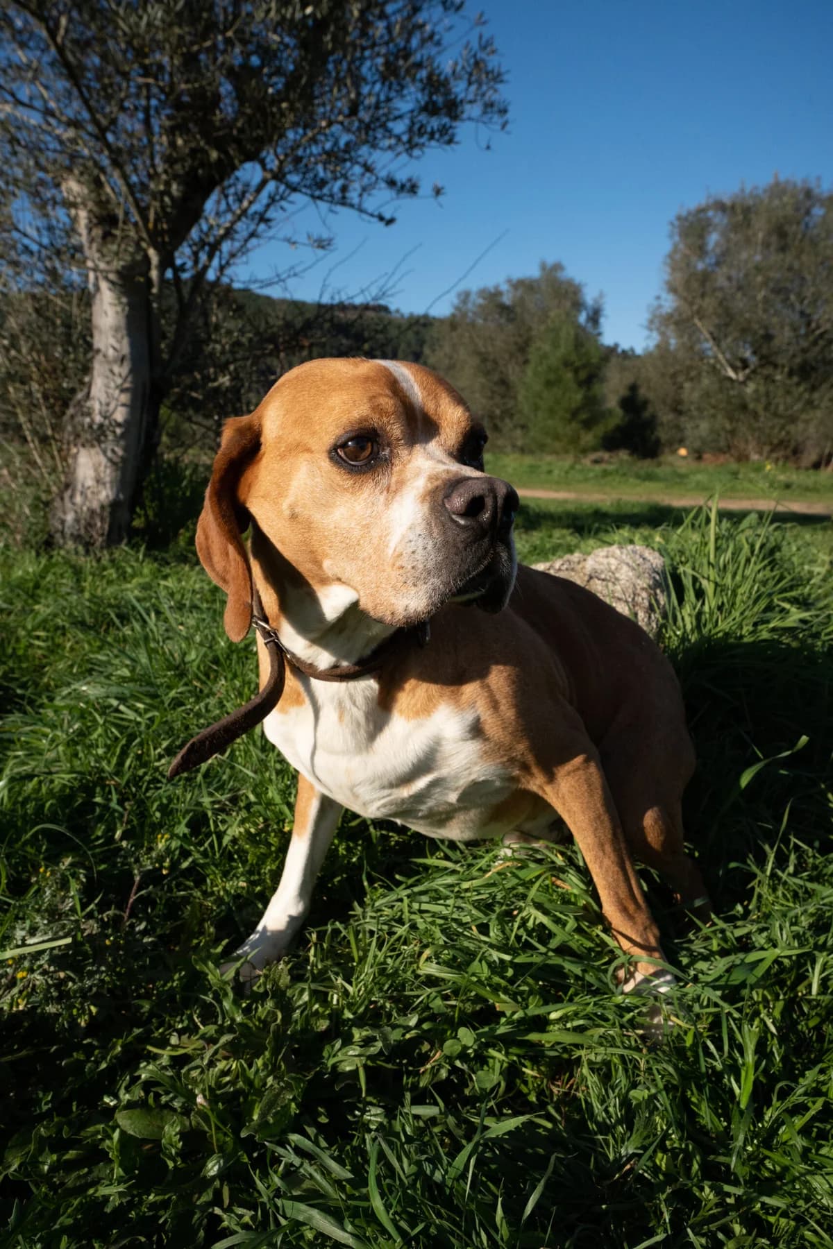 Rocky, Mixed Breed (Santuário Animal Vida Boa)