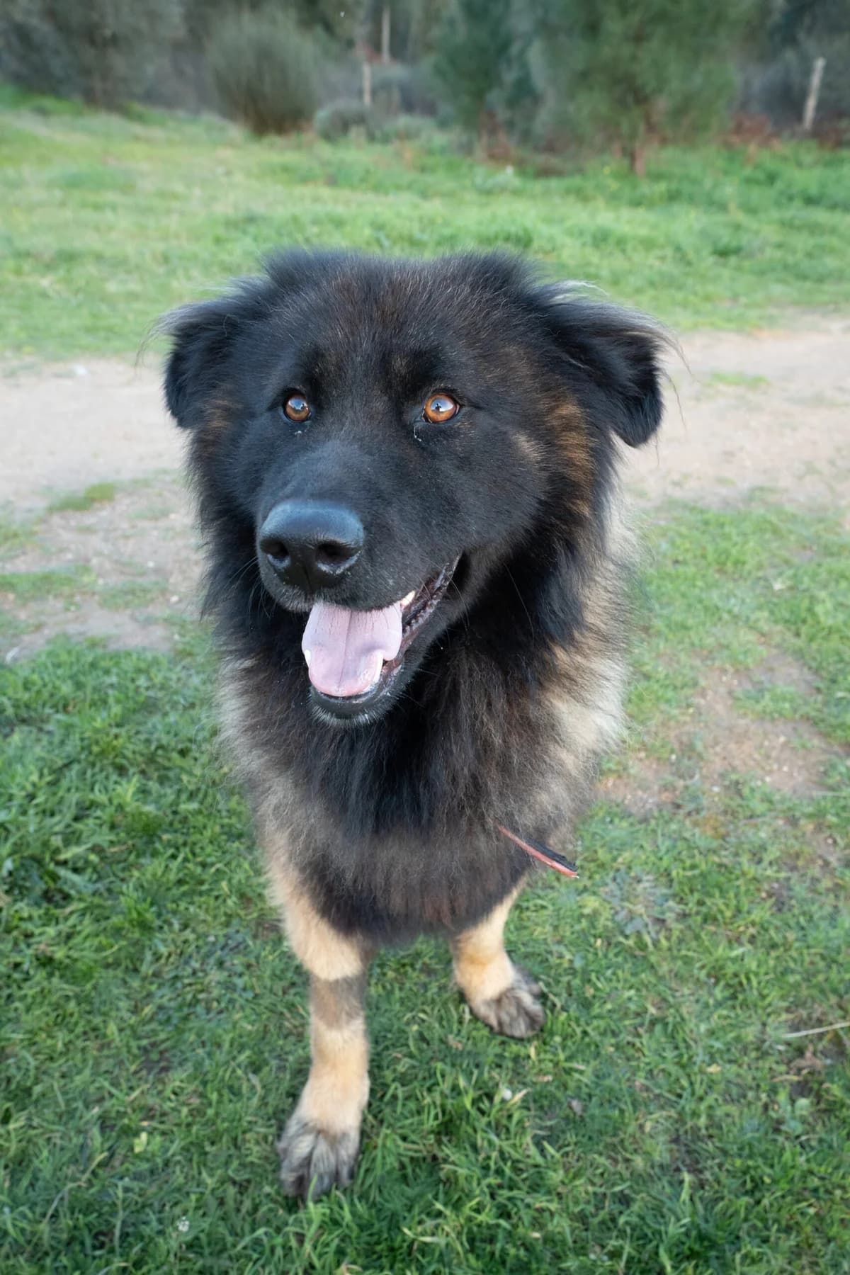 Ronny, Mixed Breed (Santuário Animal Vida Boa)