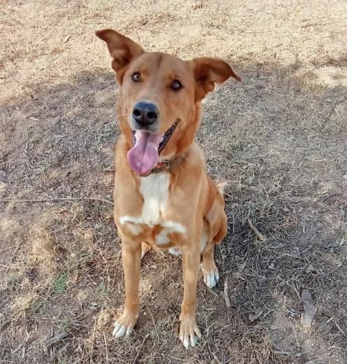 Seda, Mixed Breed (Santuário Animal Vida Boa)