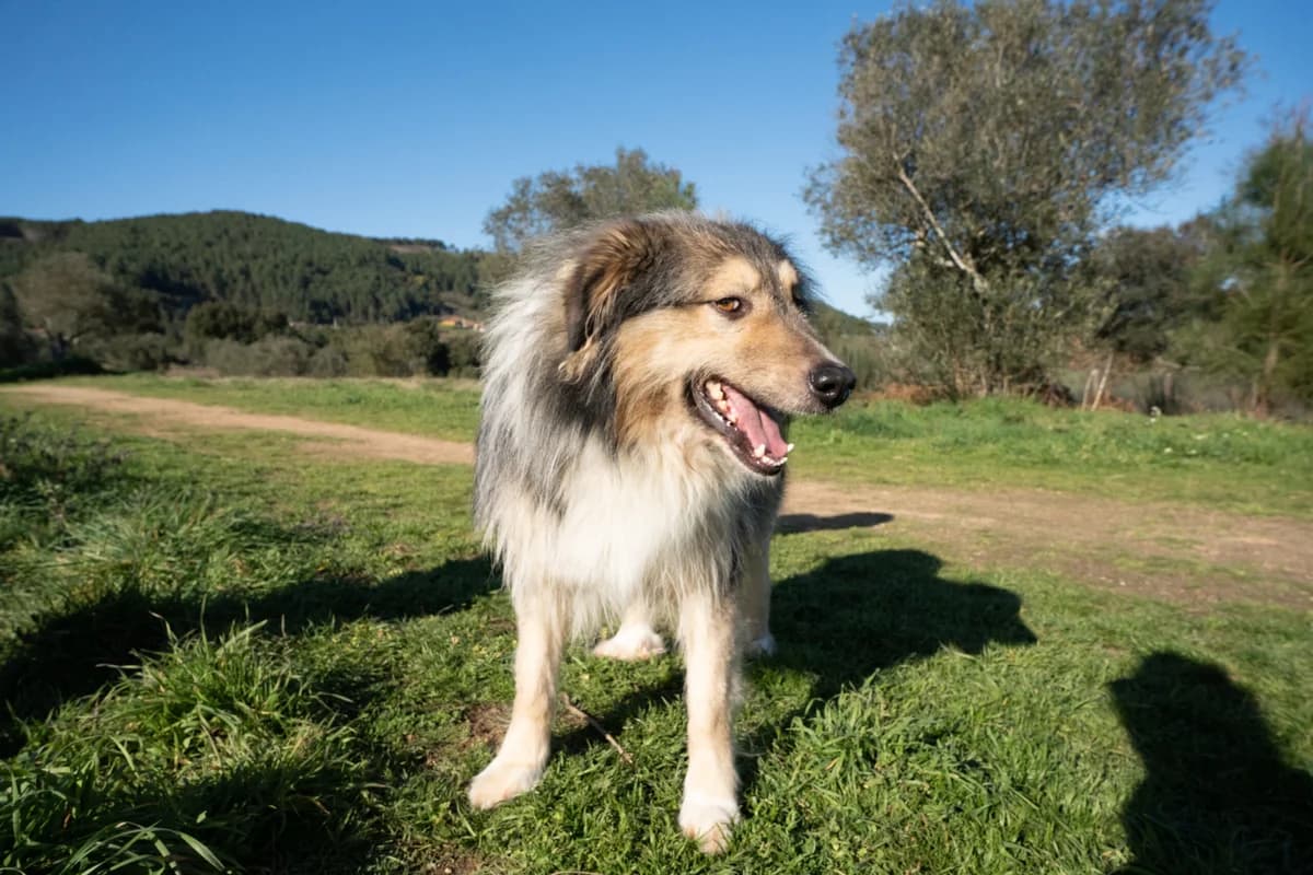 Toby, Mixed Breed (Santuário Animal Vida Boa)